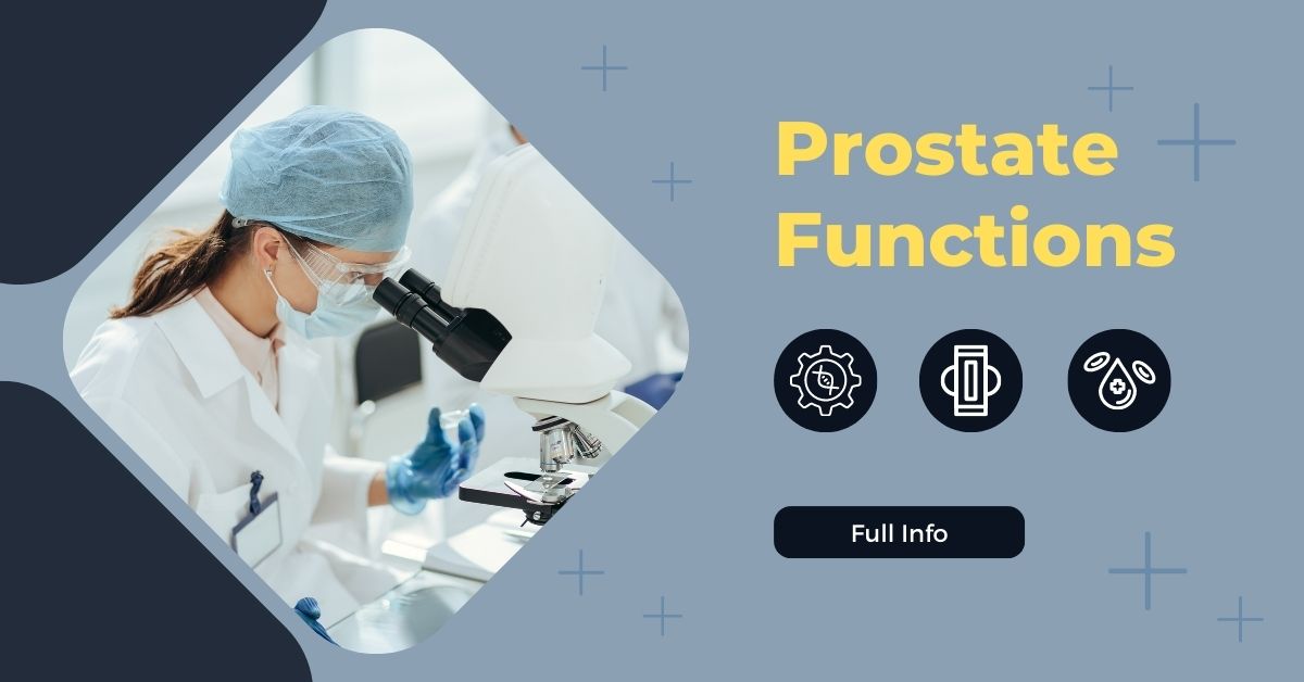 Prostate: Functions, Diseases, Structure, and Tests